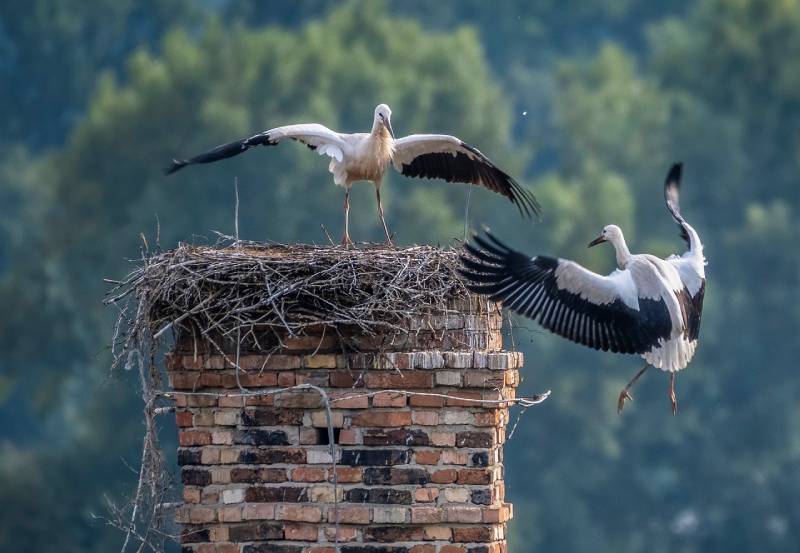 Professional Chimney Animal Removal Services in Los Feliz, California
