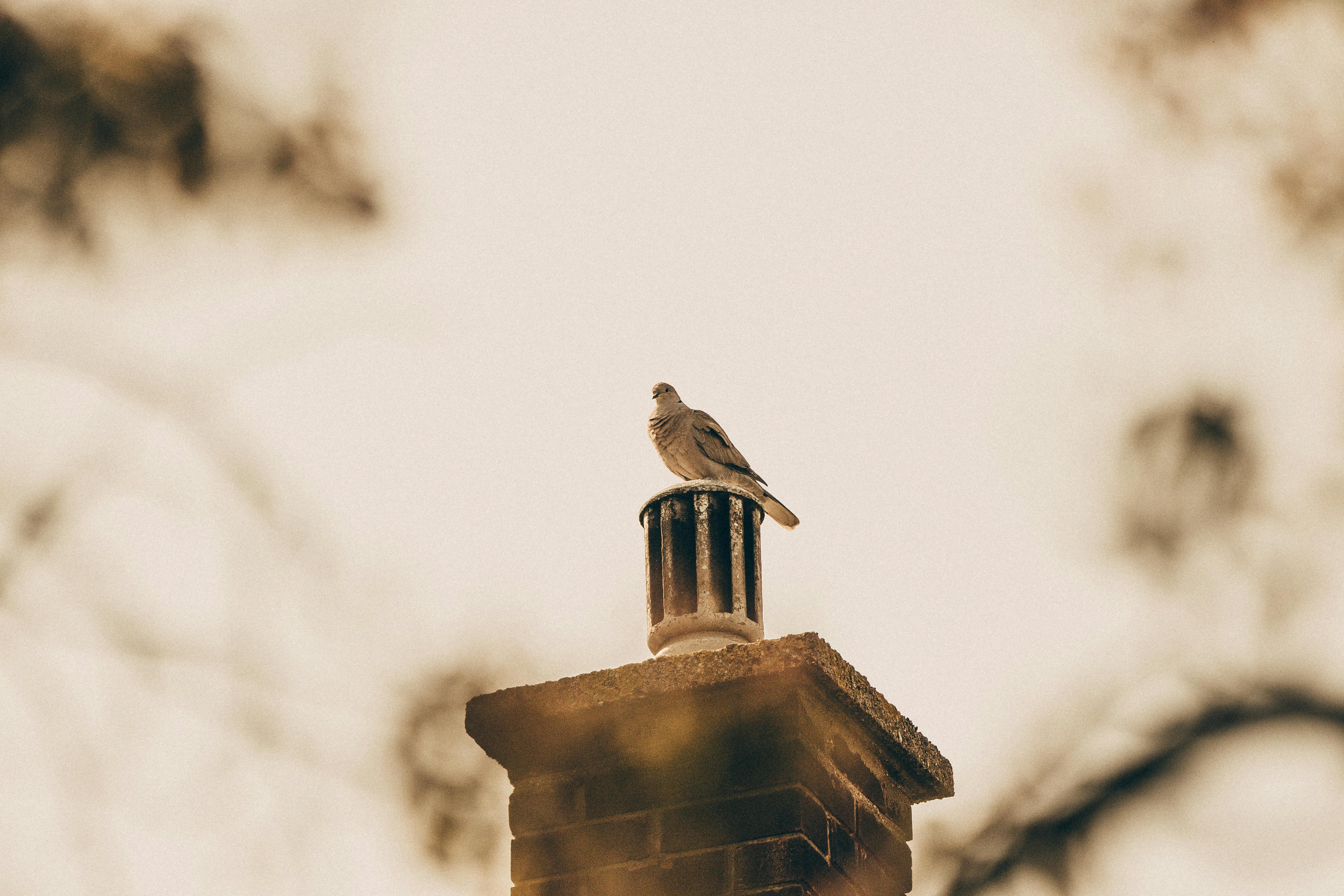 Expert Chimney Cap Installation in Los Feliz, California